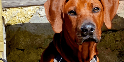 Unbenannt - 2026-03-15T140709.645